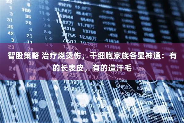 智股策略 治疗烧烫伤，干细胞家族各显神通：有的长表皮，有的造汗毛